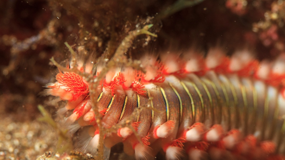 The Sun: Огромного морского червя выбросило на берег в Британии