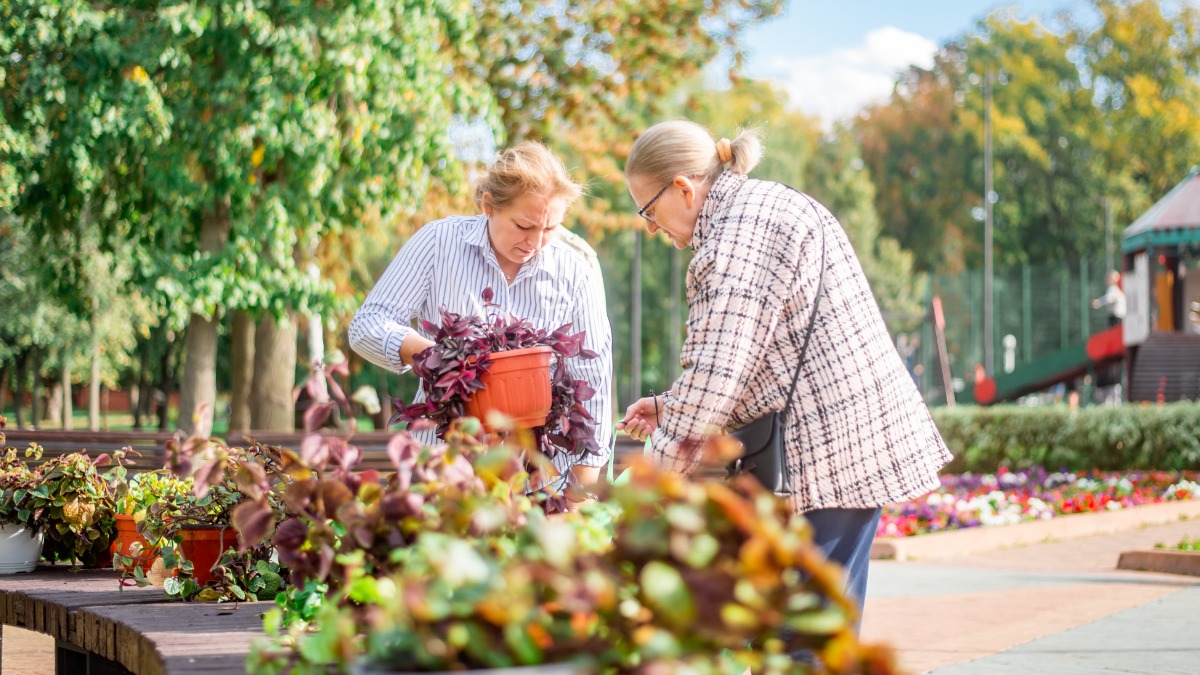 Украшавшие Москву летом растения передали в библиотеки и детские сады
