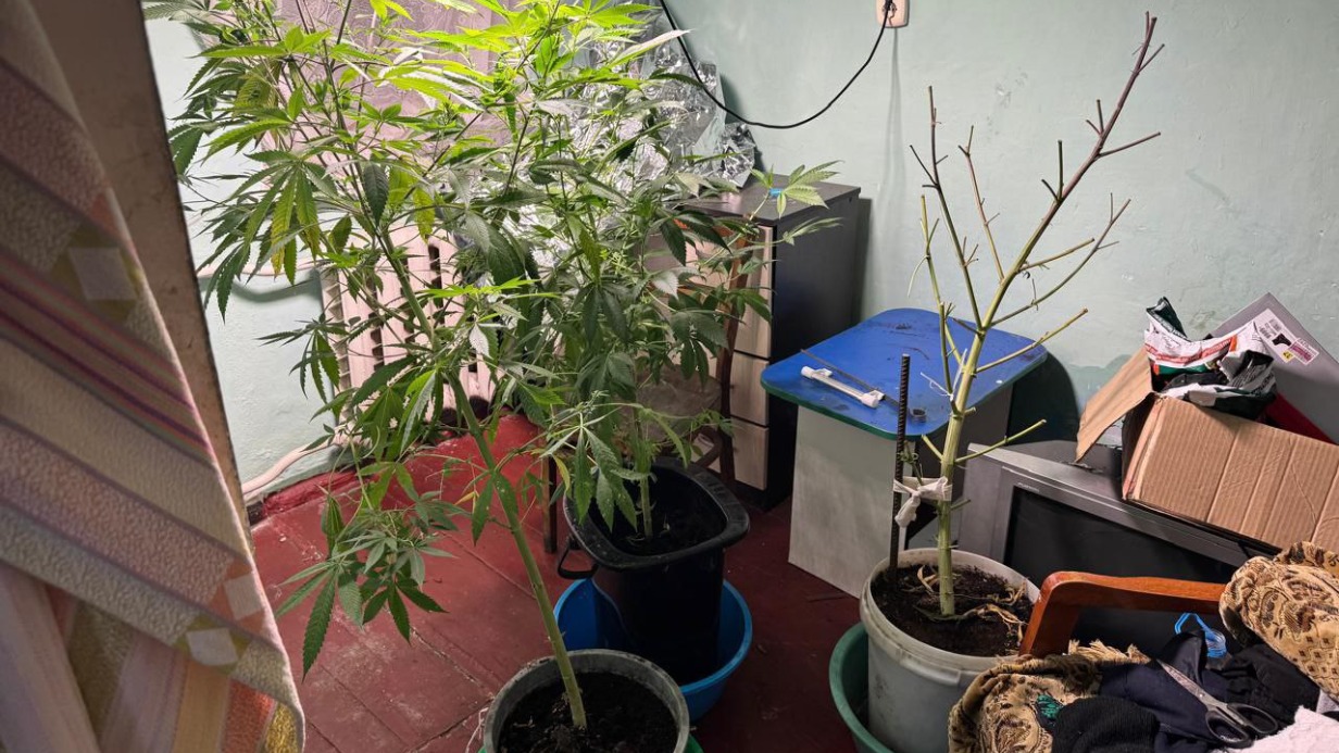 Женщина в Крыму вырастила дома марихуану ради лечения суставов и попала под суд