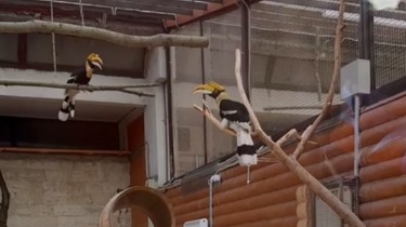 Улетевшую экзотическую птицу Шанти поймали и вернули в Ленинградский зоопарк