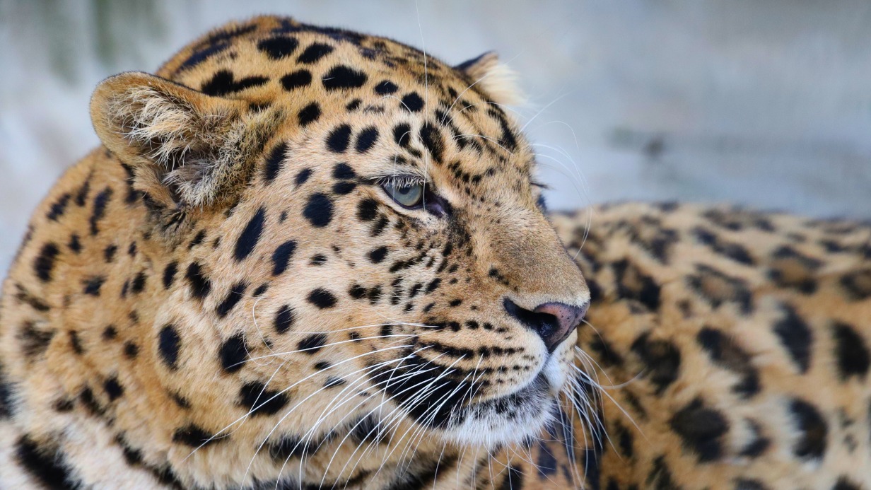 В трансляциях из Московского зоопарка можно наблюдать за редкими видами животных
