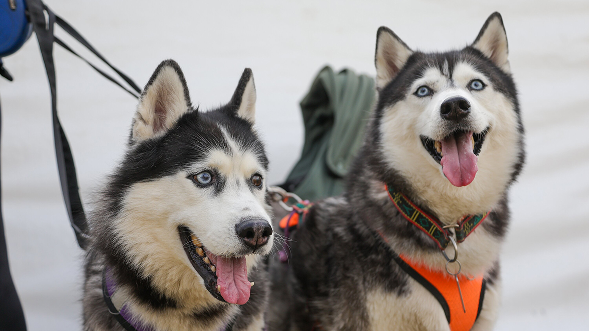 В ГД предложили ввести страховку для владельцев потенциально опасных собак