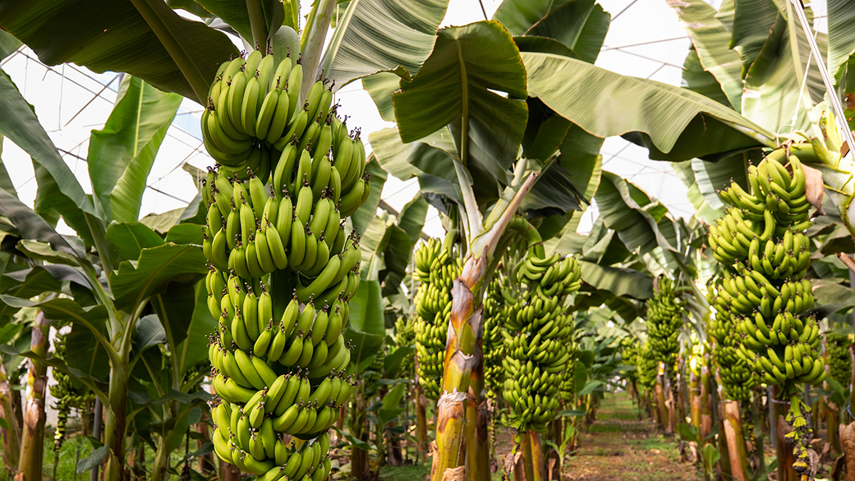 Минсельхоз: В России начали строить первые теплицы для бананов