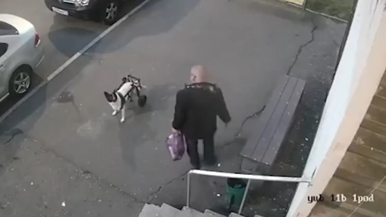Мужчина избил собаку-инвалида в Подольске: что с животным, задержали ли виновника и насколько его посадят