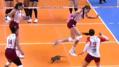 Выбежавший на площадку опоссум распугал волейболисток на игре в Бразилии (видео)