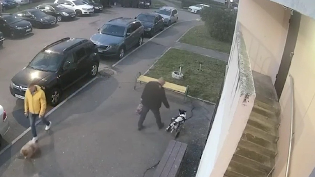 Избивший собаку-инвалида в Подольске мужчина объяснил свои действия