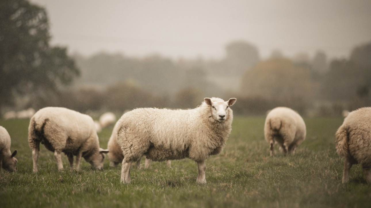 В семье валлийских овец в вотчине Деда Мороза родился ягненок