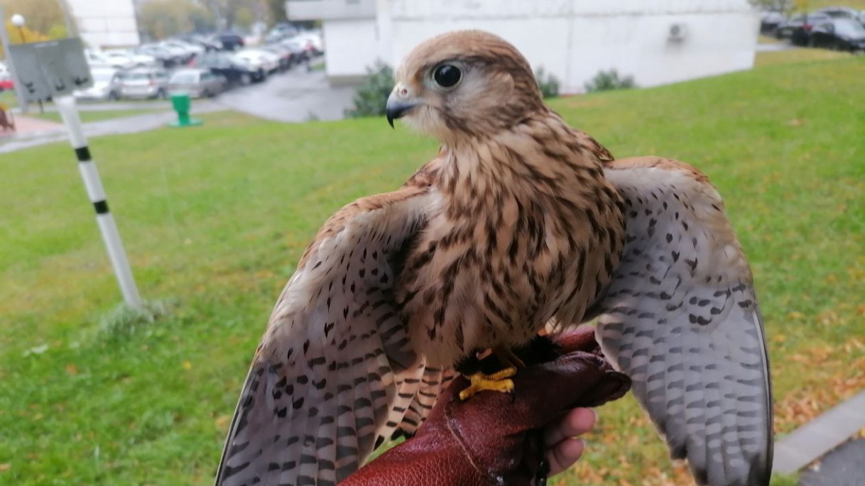Пропавшего ручного сокола Айно уже неделю ищут на юго-западе Москвы