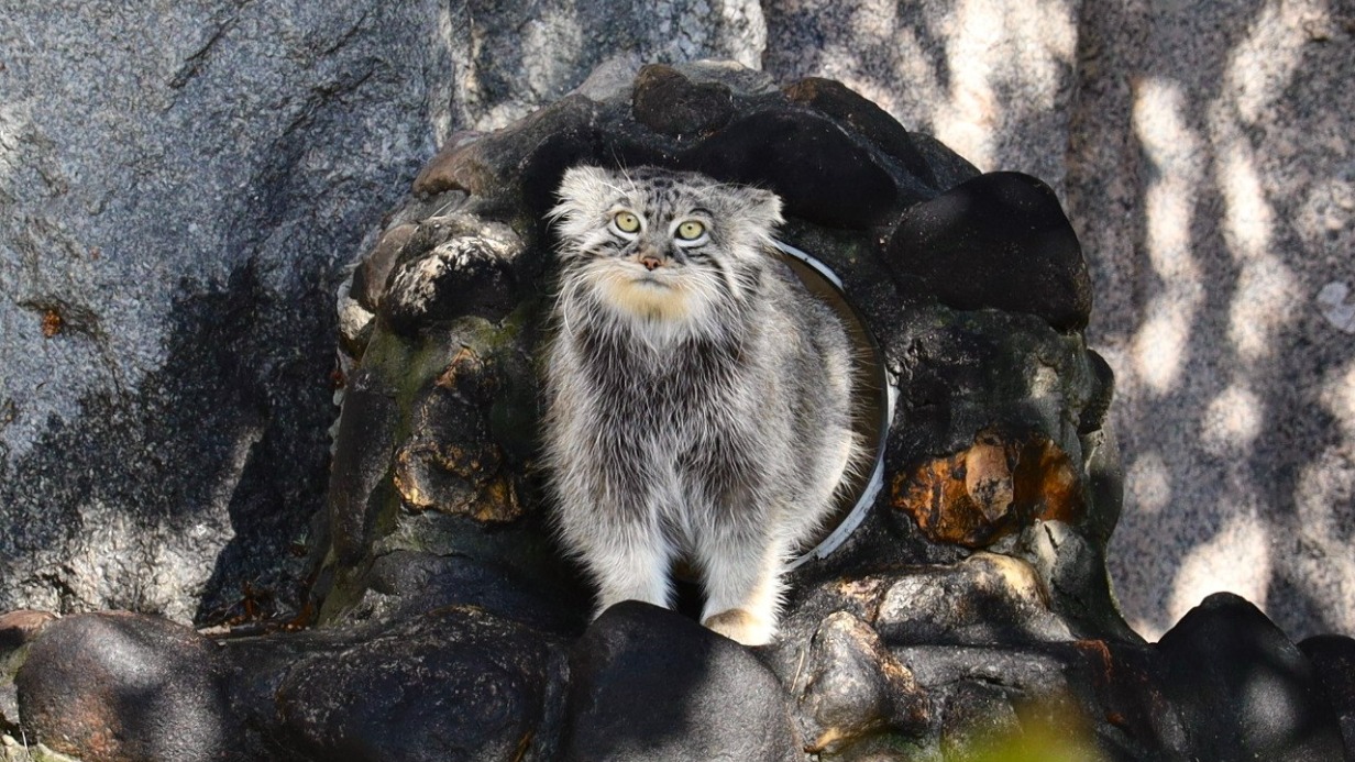 Манул Тимофей из Московского зоопарка располнел до 5,8 килограмма