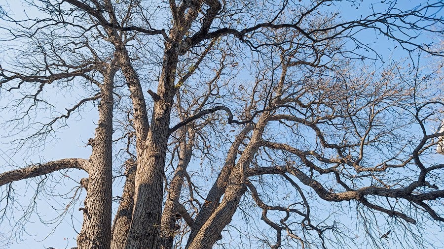 Уникальный 200-летний пятиствольный каштан срубили в Крыму