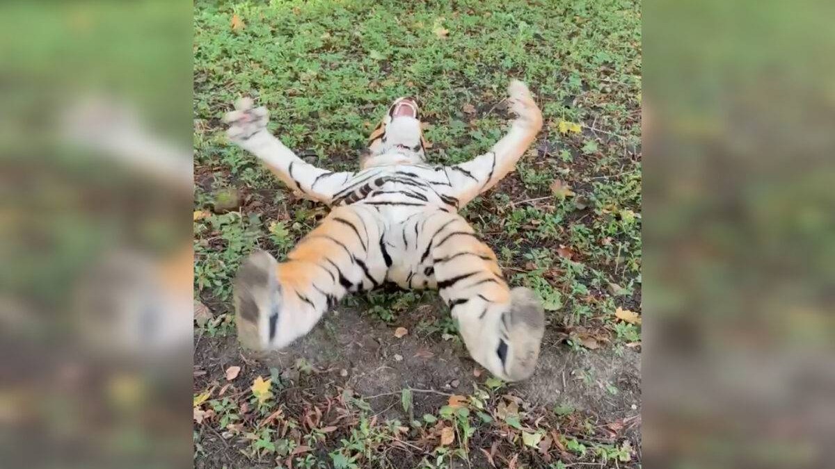 В Калининградском зоопарке объяснили, зачем нужны учения по поимке «тигра»