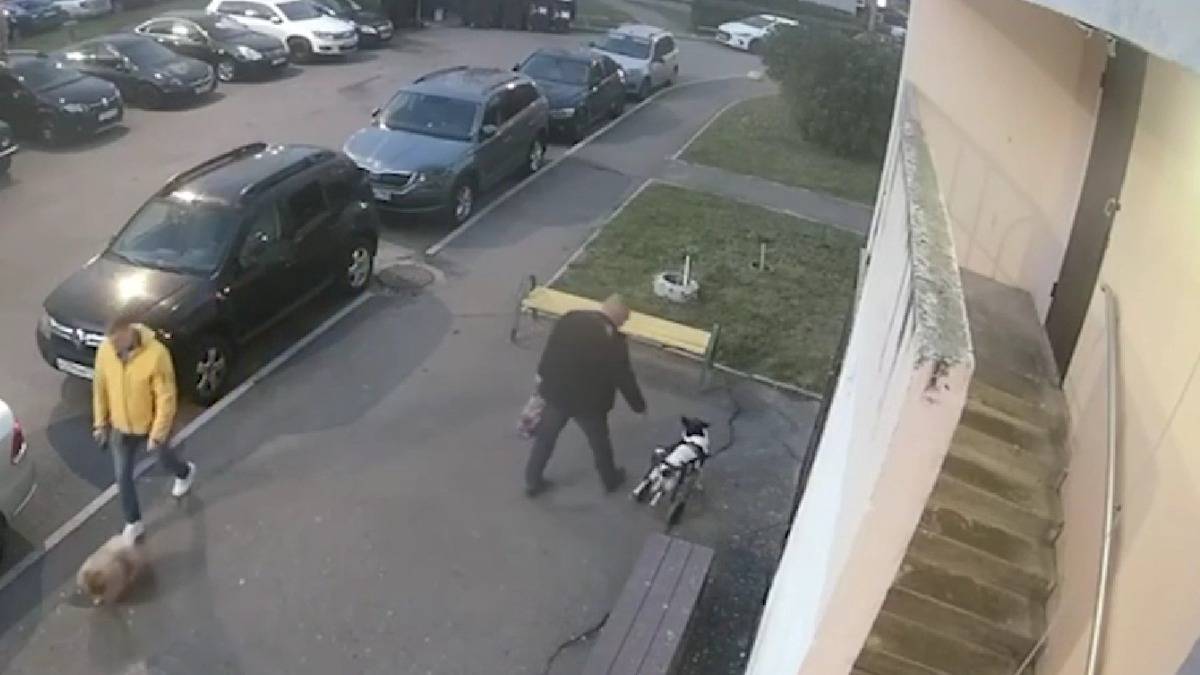 Стало известно о состоянии избитой в Подольске собаки-инвалида