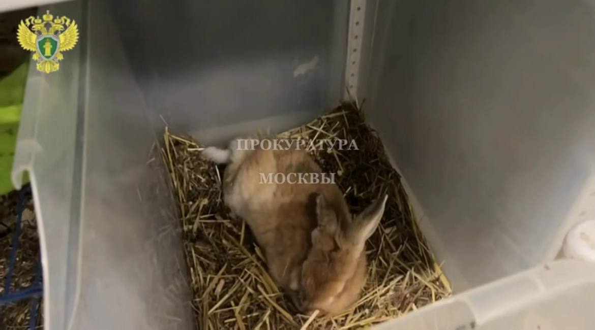 Прокуратура нашла нарушения в контактном зоопарке после жалоб москвичей