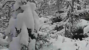 Появилось видео с места поисков пропавшей под Красноярском семьи Усольцевых