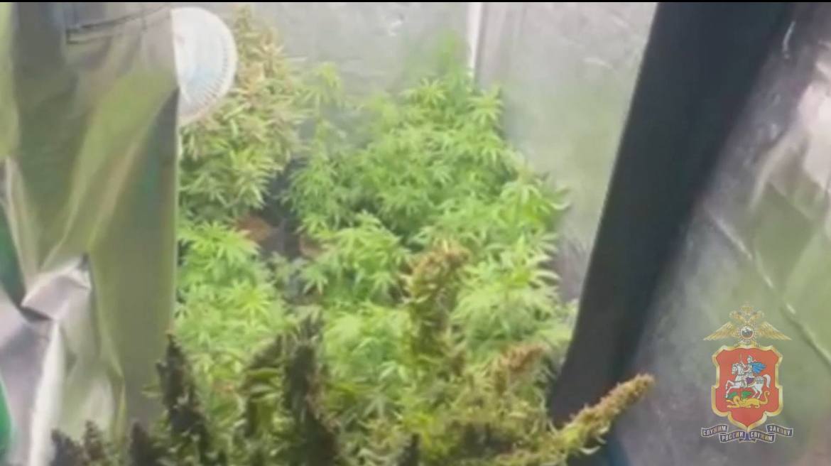 Силовики задержали мужчину, выращивавшего каннабис в жилом доме в Подмосковье