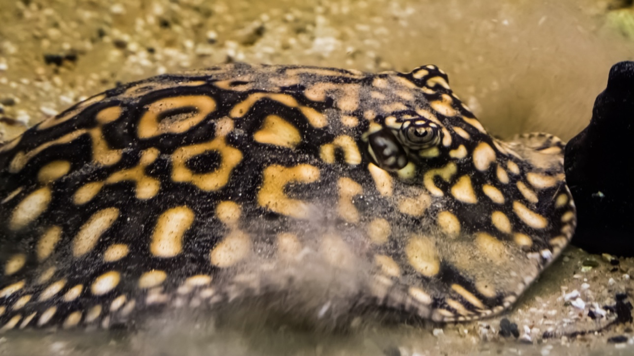 Четыре редких ската родились в аквариуме на южном берегу Крыма