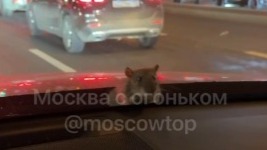На северо-востоке Москвы заметили машину, ездившую с крысой на капоте (видео)