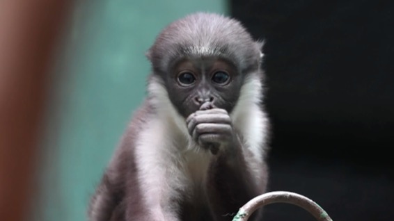 Детеныш краснокнижной мартышки Диана родился в Московском зоопарке