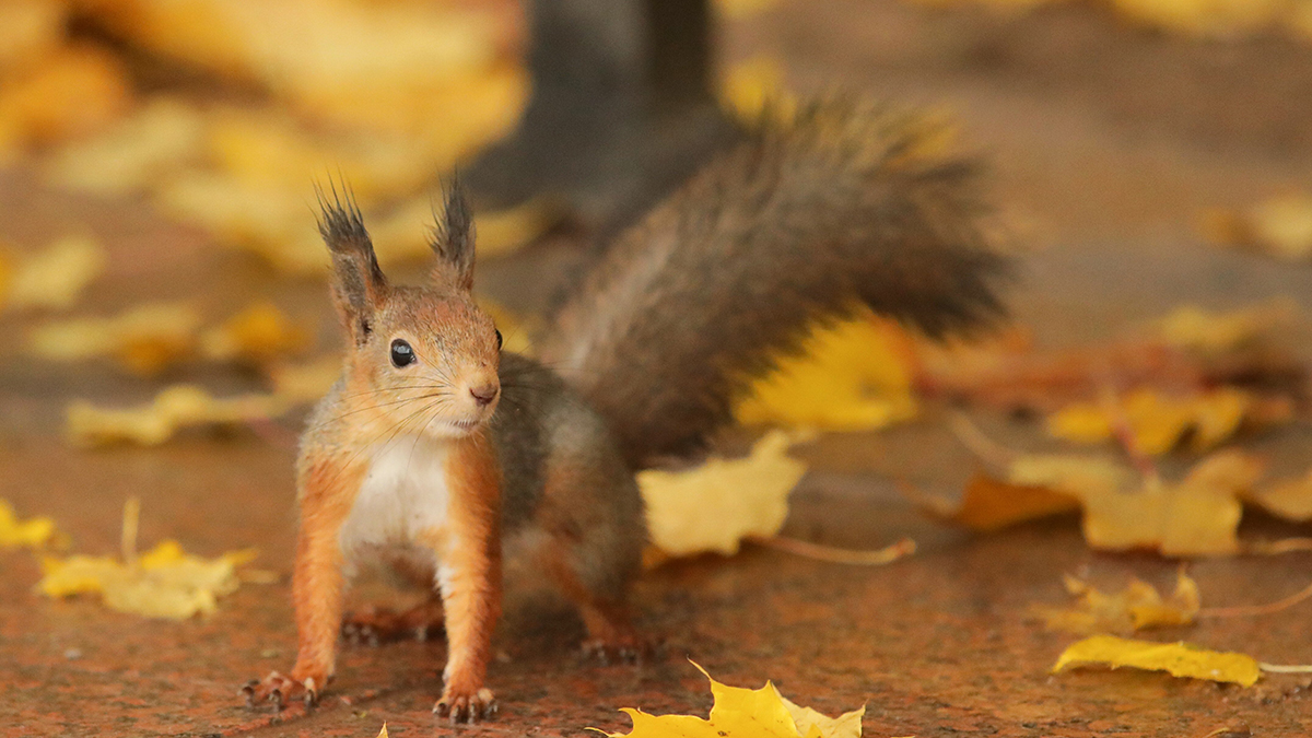 Синоптик Леус рассказал, когда температура в Москве вернется в климатическую норму