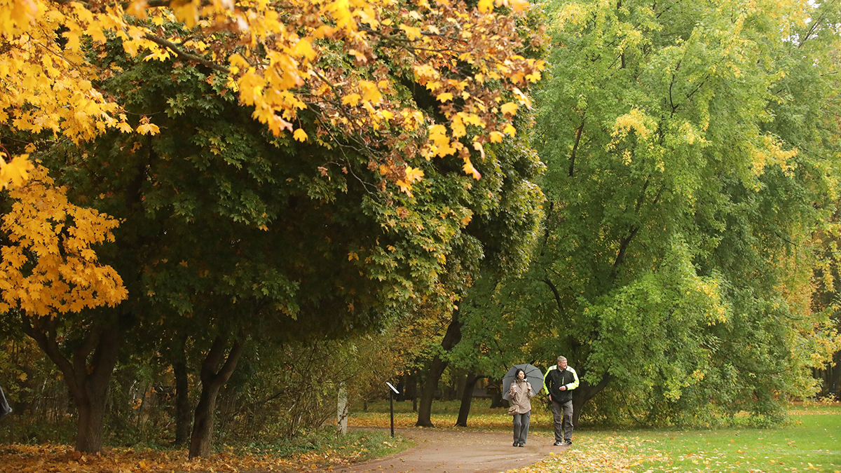 Какой будет погода в Москве и Подмосковье в выходные 18 и 19 октября 2025 года