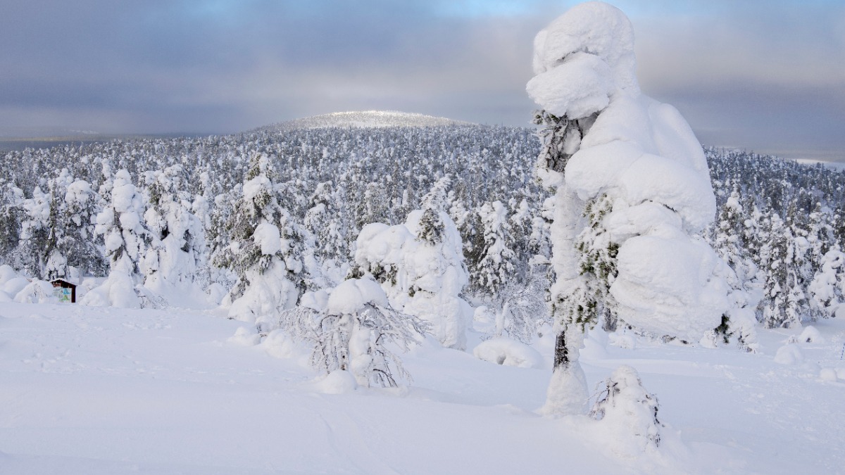Данные попутчика пропавших в тайге Усольцевых разошлись со словами свидетелей 