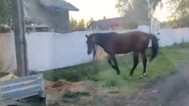 Бродячая лошадь оторвала женщине руку в Ленинградской области