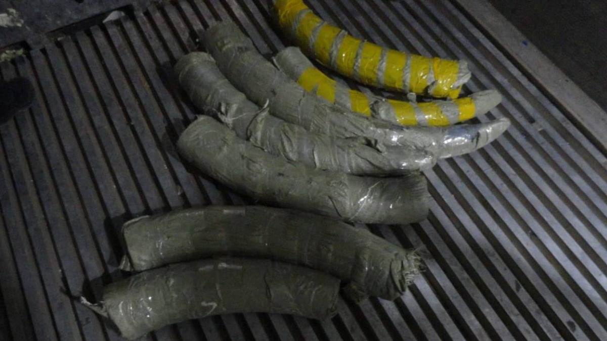 Более центнера бивней мамонта попытались вывезти из Амурской области