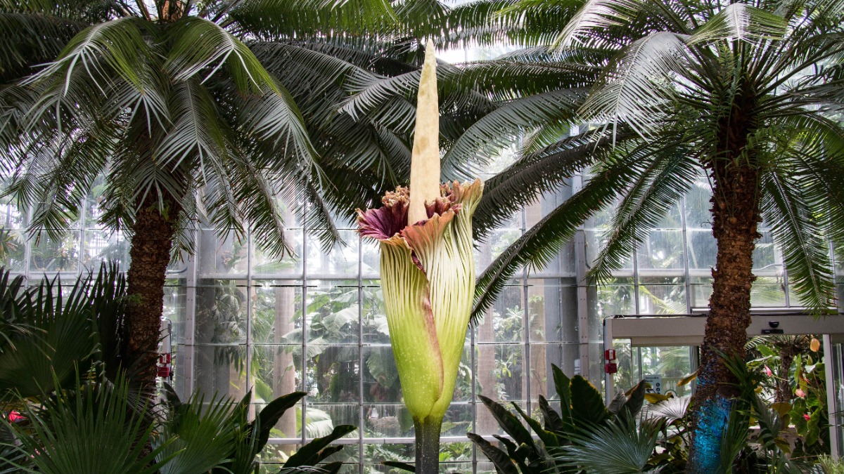 Самый вонючий цветок в мире украли из ботанического сада в Германии