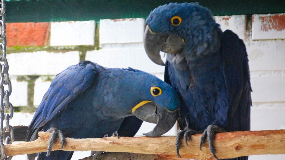 Редчайшие фазаны и гигантские попугаи поселились в Московском зоопарке