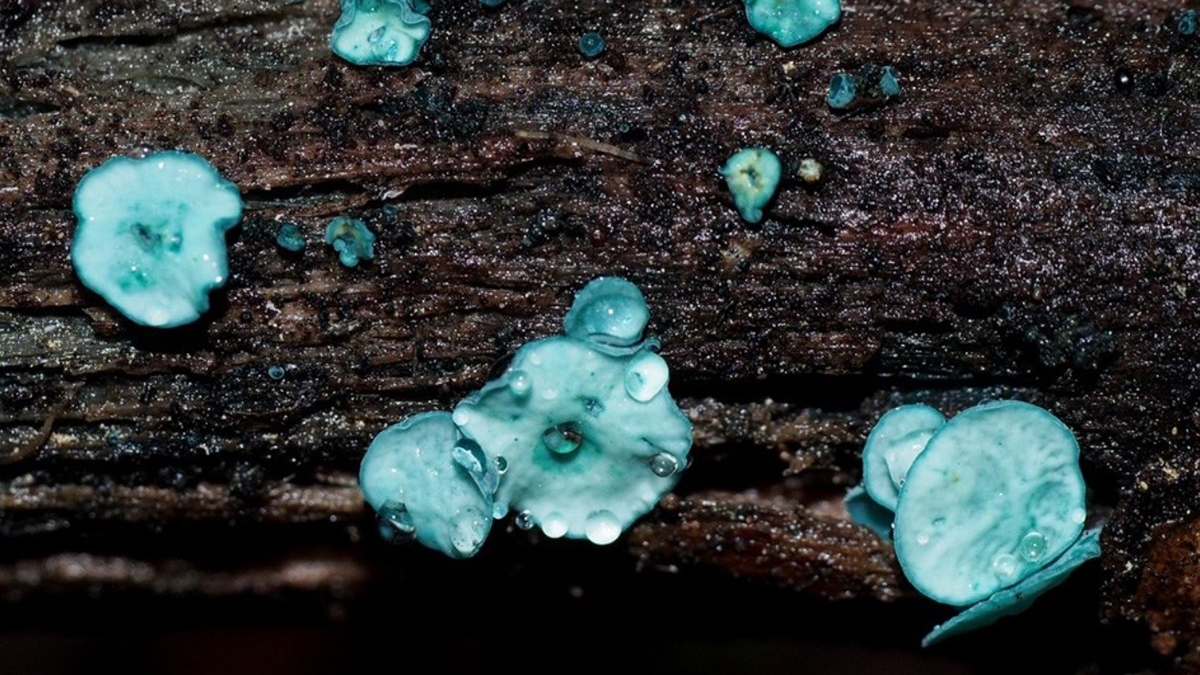 Окрашивающие все вокруг бирюзовые грибы нашли в лесу Солнечногорска