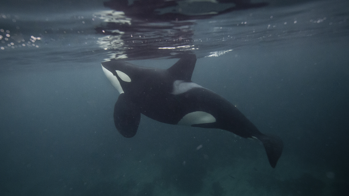 Косатки устроили охоту на пингвина на глазах туристов в Антарктиде