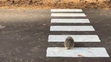 Специальный пешеходный переход для ежей появился в Сарове (видео)