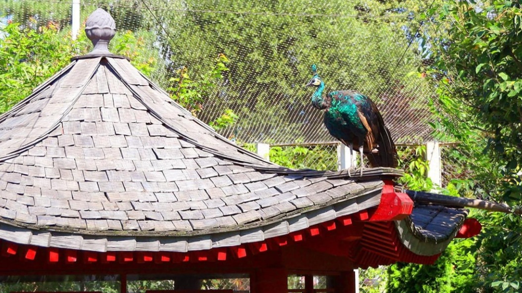 За пернатыми обитателями Московского зоопарка теперь можно наблюдать онлайн