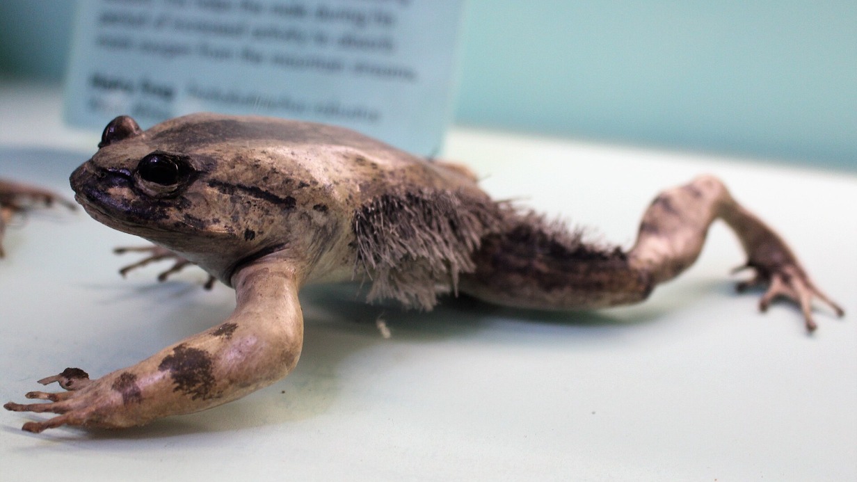 Ученые нашли волосатую лягушку-росомаху, которая ломает себе кости для защиты