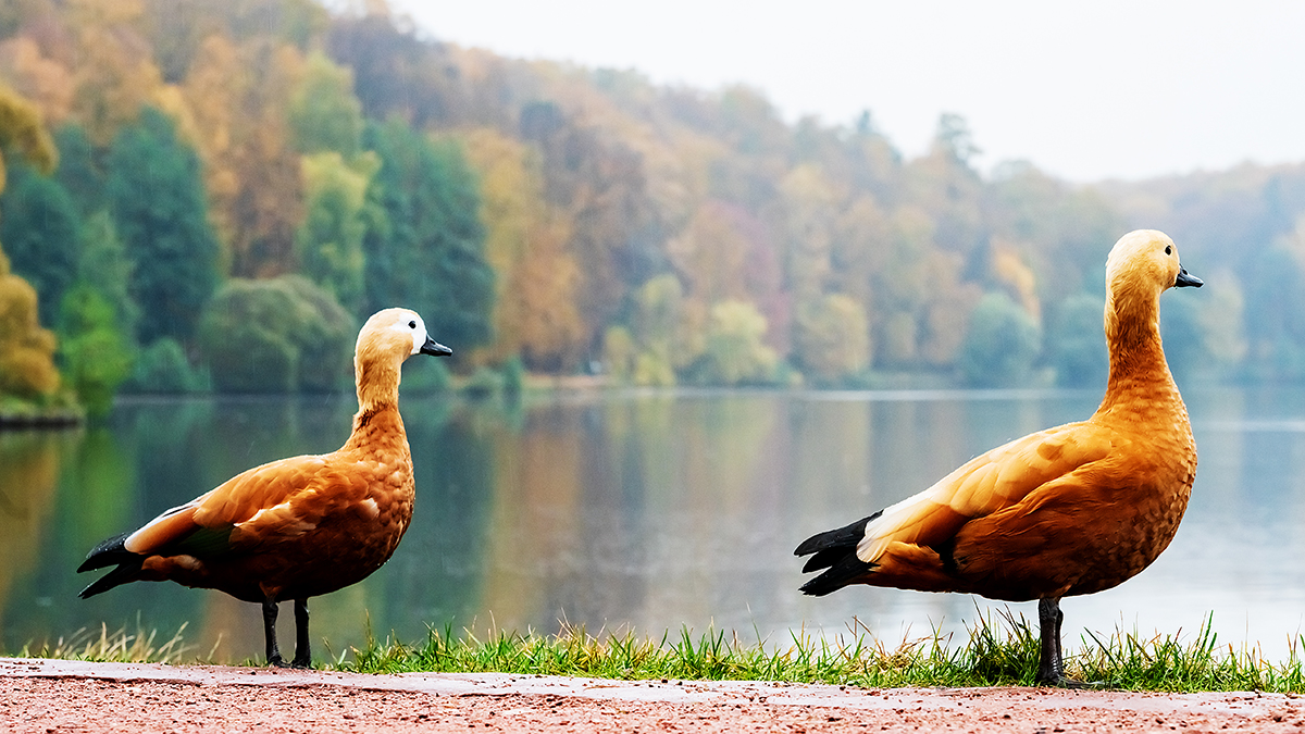 Без морозов, но и без солнца: какой будет погода в Москве на ноябрьские праздники