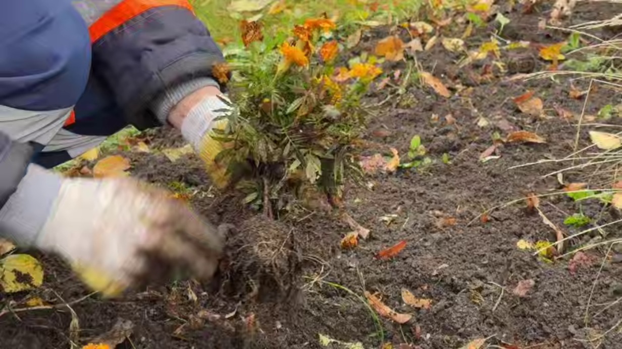 Московские цветники начали готовить к зиме