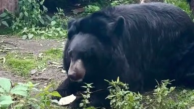 Гималайские медведи в Московском зоопарке начали набирать вес перед зимой