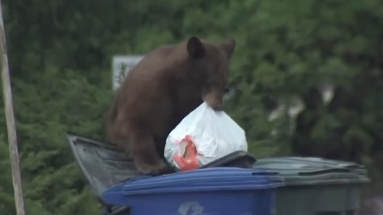 Крадущий мусор медведь попал в прямой эфир американского телеканала