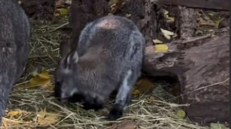 Московский зоопарк показал видео с подросшим детенышем кенгуру валлаби