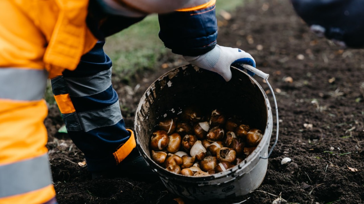 На столичных клумбах начали высаживать тюльпаны