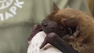 Летучую мышь по кличке Пуговка спасли в Москве