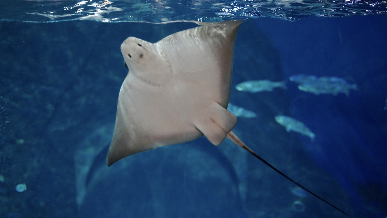 Скат-хвостокол чуть не убил пенсионерку в Подмосковье: чем опасны такие рыбы