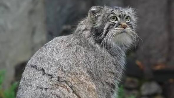 Манул Тимофей из Московского зоопарка набрал 5,9 килограмма перед зимой (видео)