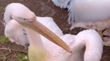 «Носят статус «стиляги»: Московский зоопарк пригласил посмотреть на пеликанов