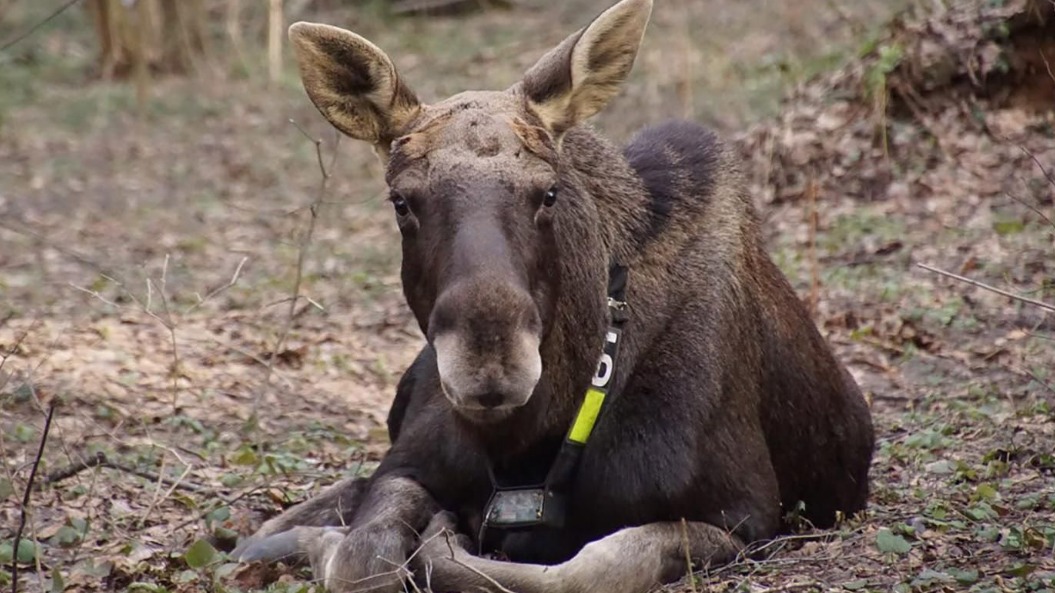 Юные горожане выберут имена для лосей из национального парка «Лосиный Остров»