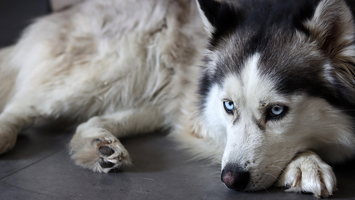 Собака насмерть загрызла ребенка в частном доме в Подмосковье