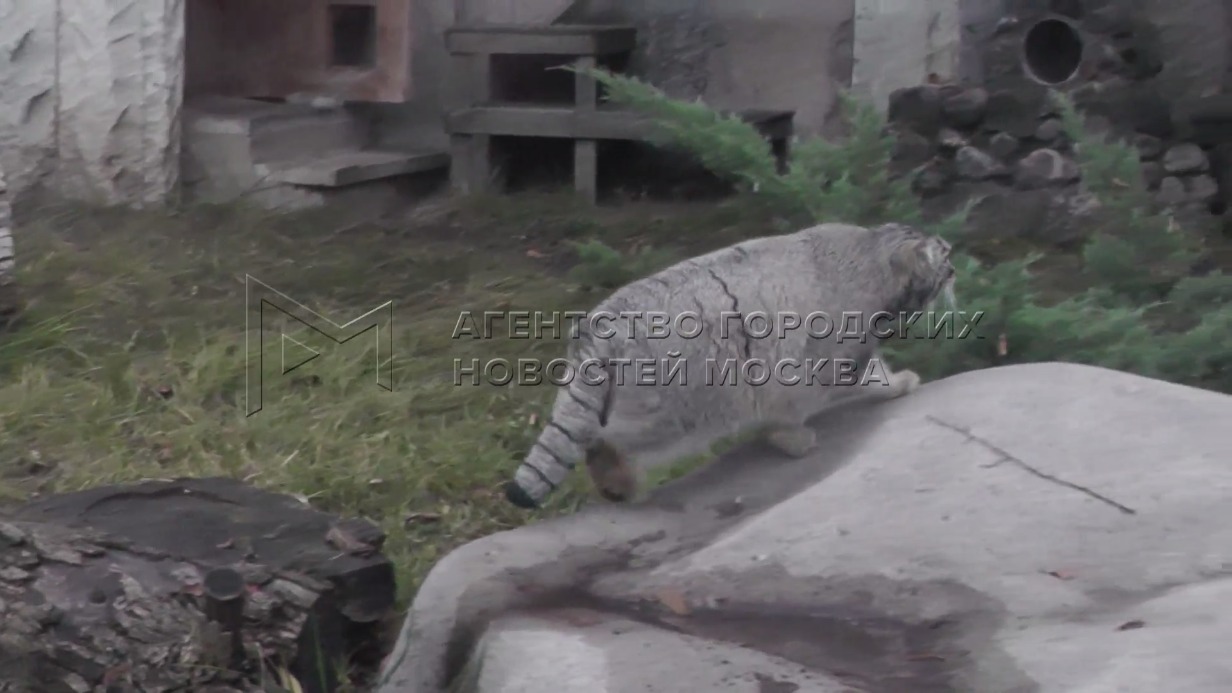 Стало известно, как проходит зажировка манула Тимофея в Московском зоопарке