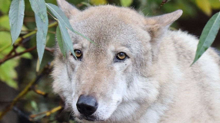 Московский зоопарк сообщил о смерти серого волка Тарзана