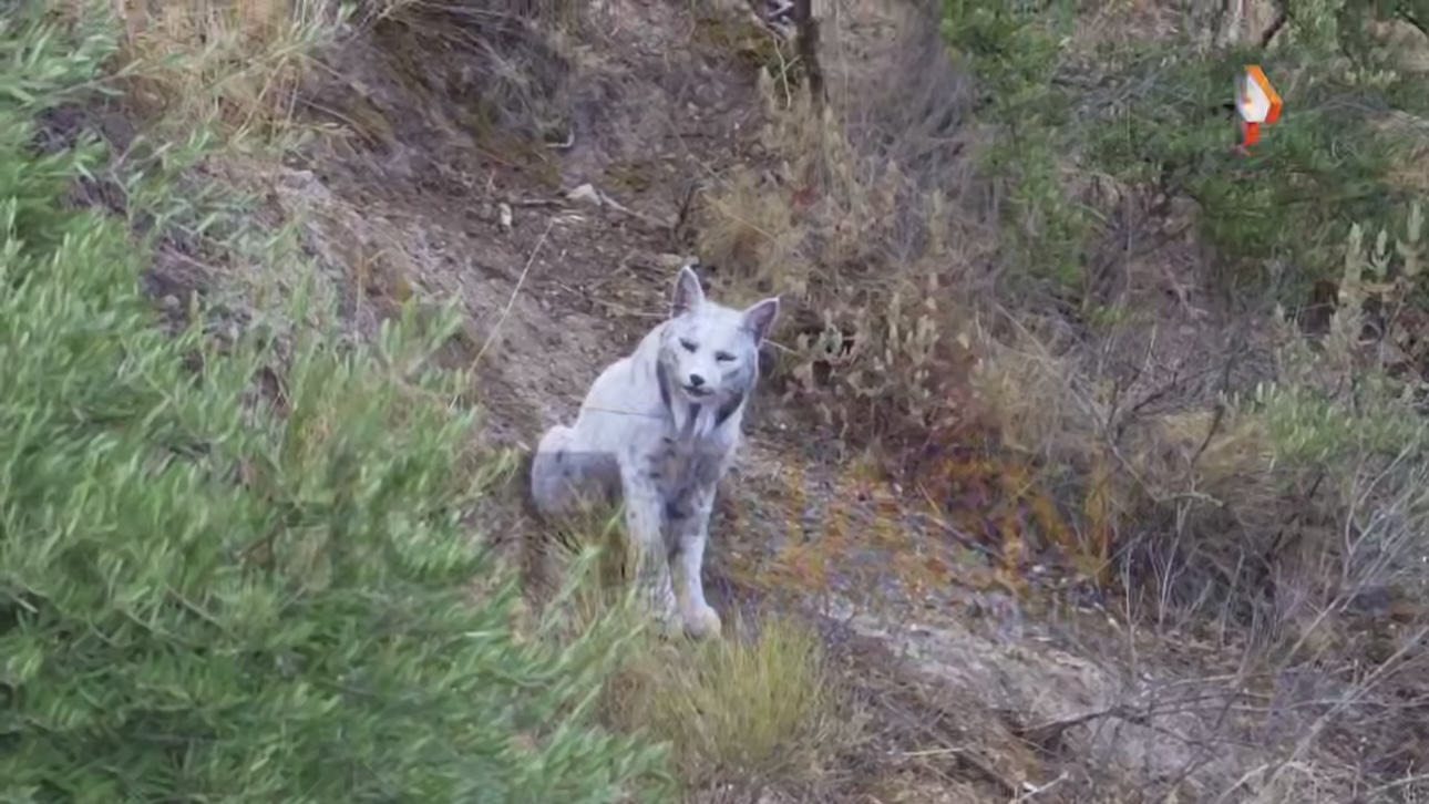 Редчайшую пиренейскую рысь со светлой шерстью впервые сняли на видео в Испании
