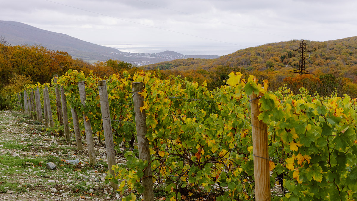 Прекрасный уголок земли: как группа компаний «Абрау-Дюрсо» помогает жителям села
